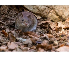 Bedbug Heat Treatment Manhattan | VJ Pest Management