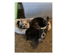 Trusted & Trained Chihuahua Service Dog for Sale | Ps Great Chihuahua
