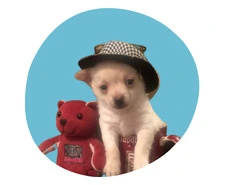 Trusted Training Solutions | chihuahua service dog for sale | Ps Great Chihuahua