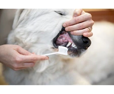 Boulevard Animal Hospital