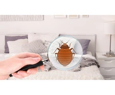 Trusted Bed Bug Experts NYC | VJ Pest Management US