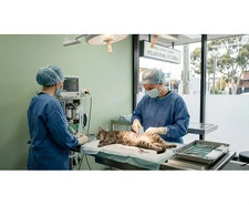 Professional Small Animal Surgery Victoria Services