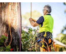 Tree Removal in Handorf - Safe & Efficient Service