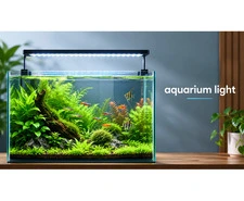 Upgrade Your Aquarium with the Right Aquarium Light